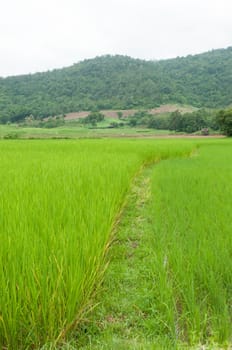 rice field 
