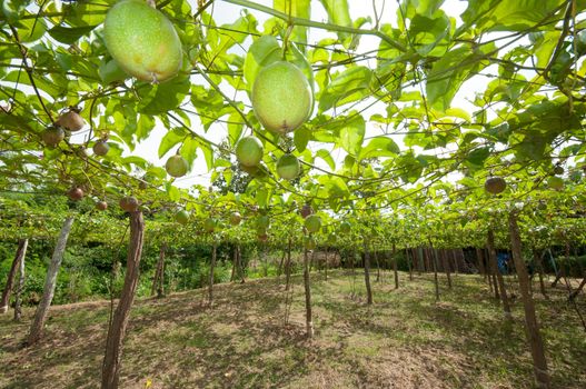 passion fruit garden
