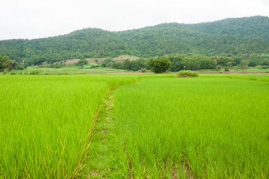 rice field 
