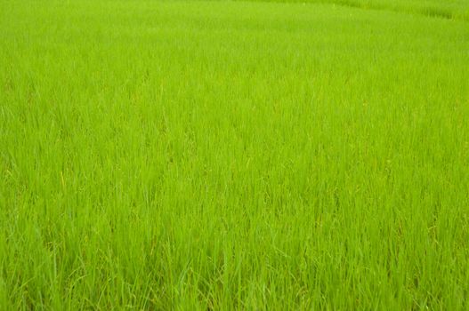 rice field 