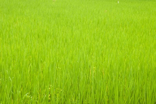 rice field 