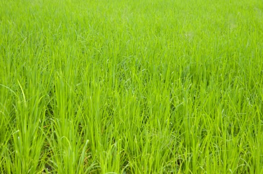 rice field 