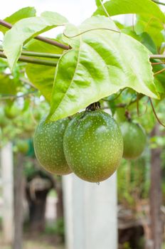 passion fruit garden