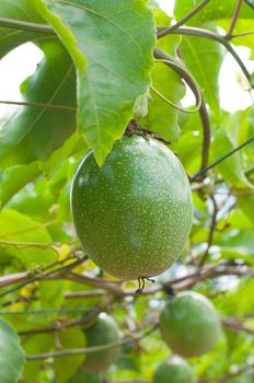 passion fruit garden