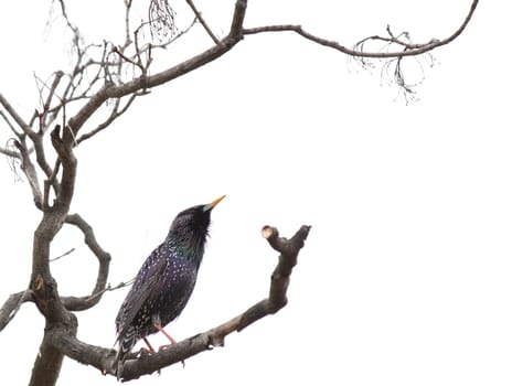 common starling on branch of tree over white