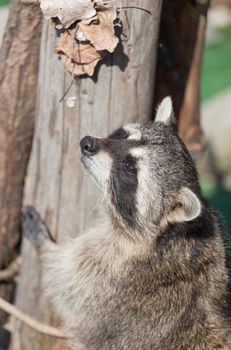 raccoon climbs on a tree