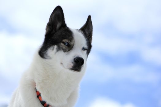 Siberian husky dog wearing red necklace portrait and cloudy sky background