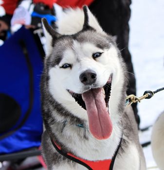 One husky sled dog running fast with tongue outside by winter day