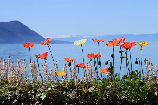 Colorful flowers at springtime at Geneva lake, Montreux, Switzerland. See Alps mountains in the background.