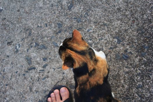 cat with yellow and black hair