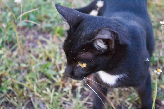 black cat in the garden