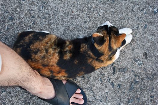 cat with yellow and black hair