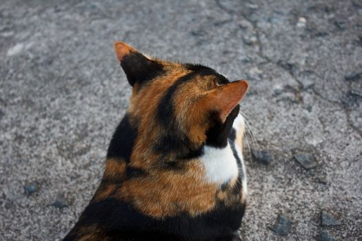 cat with yellow and black hair