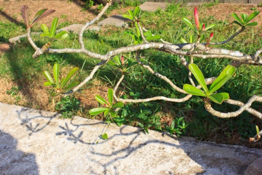 Champaka in the Thailand garden