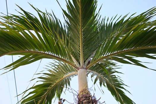 nipa palm in the garden
