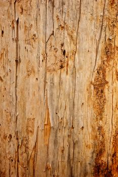 A Ponderosa Pine tree stripped of its bark