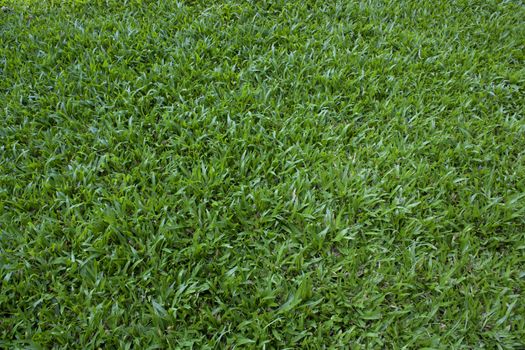 Beautiful green grass texture from golf course