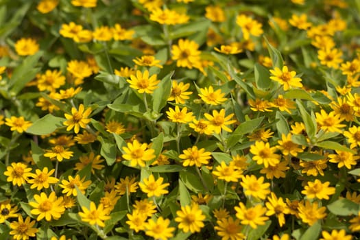 Yellow flowers in full bloom beautiful sunlight.