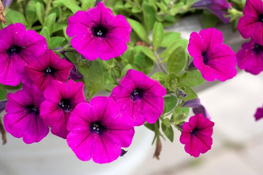 Purple flowers in full bloom beautiful sunlight.