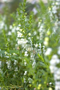 White flowers beds in green garden beautiful.