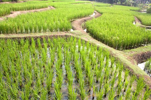 Lush green rice fields, small plots cultivated by nature.