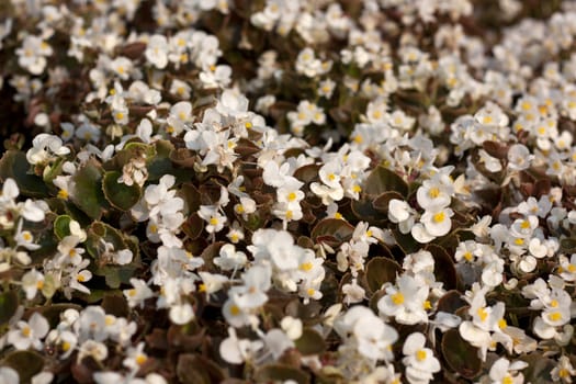 Flowers white flowers summer background, flowers, small shrubs.