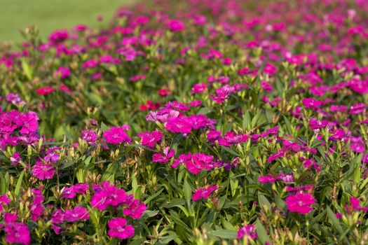 Purple flower fresh garden green natural beauty.