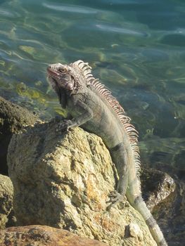 Little Iguana