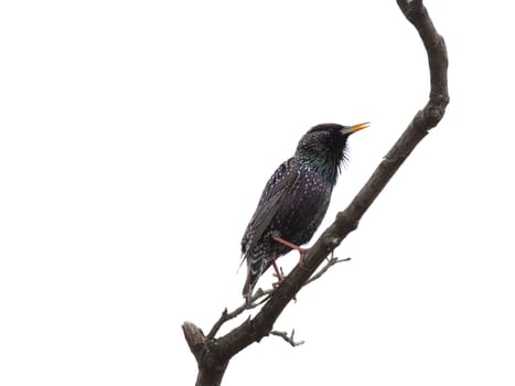 common starling on branch of tree over white
