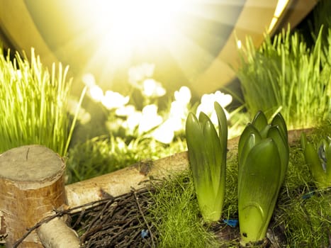 Sunny Spring Green Grass Decorative Background 
