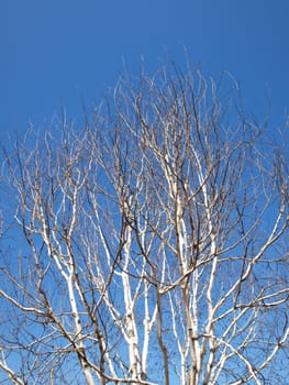 Birch Tree in Springtime Over Clear Blue Sky