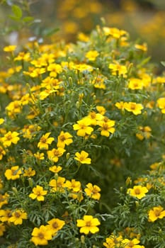 Yellow flowers in the garden in the sun.