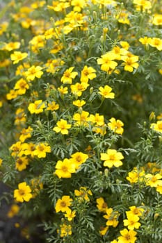 Yellow flowers in the garden in the sun.