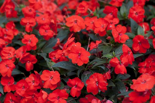 Red flowers bloom summer garden leaves green natural beauty.