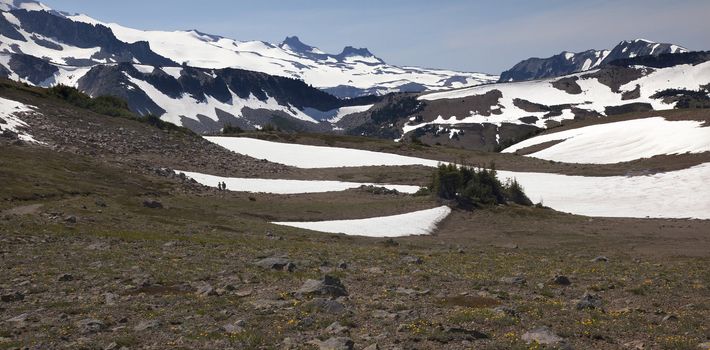 Hiking Mount Rainier Sunrise Yellow Wildflowers Snow Fields Washington