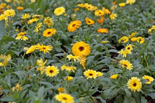 Soft-focus close-up of yellow flowers