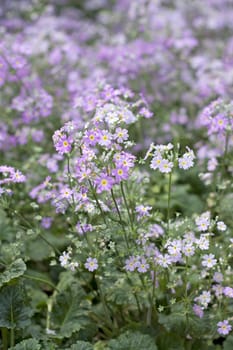 Purple and white flowers bloom in the garden.