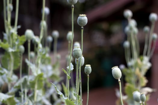 Poppy flower plant drugs herbal treatment plant prohibited.