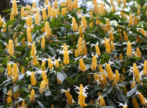 Soft-focus close-up of yellow flowers