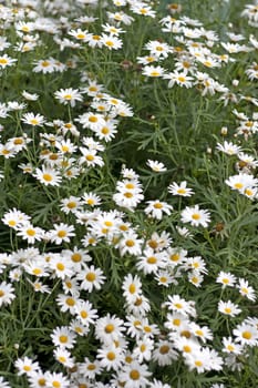 photo of blossoming tree branch with white flowers 