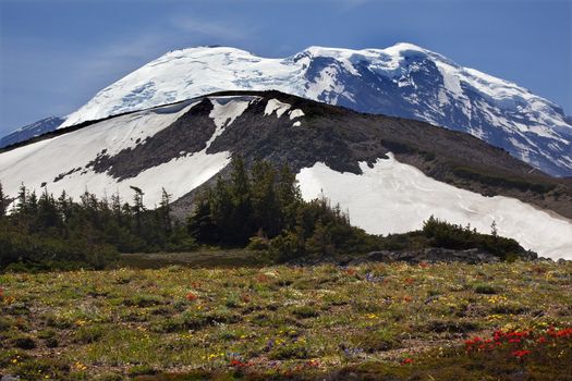 Mount Rainier Sunrise Wildflowers Snow Mountain, Indian paintbrush, lupine Washington