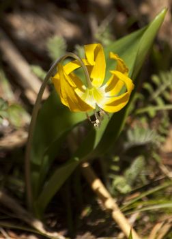 Yellow Glacier Lily Erythronium Grandiflorum Mount Rainier Sunrise Wildflowers Washington