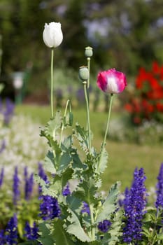 Poppy flower plant drugs herbal treatment plant prohibited.