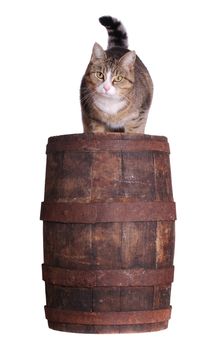 cute cat sitting on wooden barrel