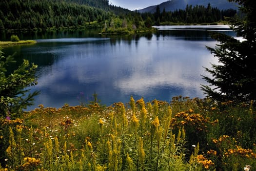 Landscape of Gold Lake, Snoqualme Pass, Washington.  Yellow Flowers, blue lake with reflections of clouds