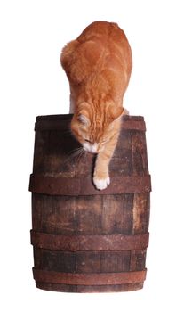 cat and wooden barrel