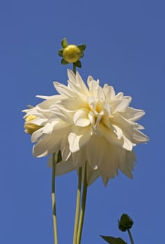 White daisy flowers blooming under the natural sky.