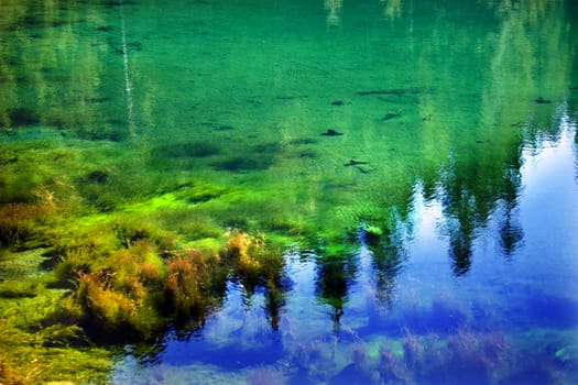 Green Yellow Moss Garden Underwater Abstract  Reflections Gold Lake Snoqualme Pass Washington