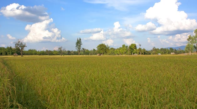 Yellow rice harvest season, farmers in Chiang Mai, Thailand.
