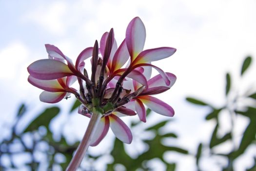 Bali Flower beautiful pink flowers sky flares.